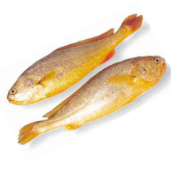 Bar Yellow Croaker 1kg