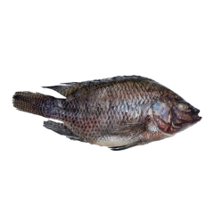 Tilapia noir en carton 4 Kg