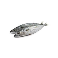 Maquereau/horsemackerel 1kg