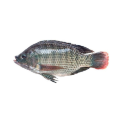Tilapia Noir 1kg