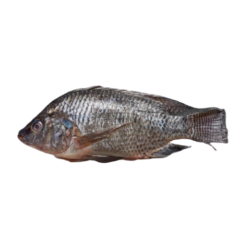 Tilapia Noir 4kg