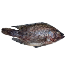 Tilapia Noir carton 5kg