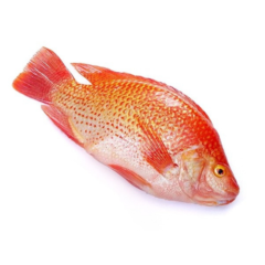 Tilapia Red carton 4 kg
