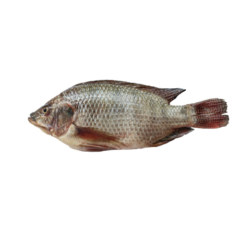 Tilapia en carton Noir 4 Kg