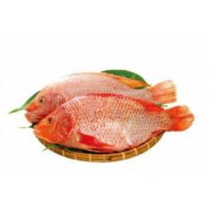 Tilapia rouge 6kg
